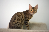 Picture of bengal cat sitting on scratch post, white wall on the background