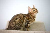 Picture of bengal cat sitting on scratch post and looking up, white wall on the background