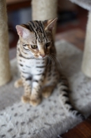 Picture of bengal cat sitting on scratch post