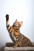 Picture of bengal cat sitting on scratch post and lifting a front leg, white wall on the background