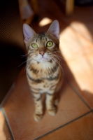 Picture of bengal cat sitting on the floor and looking at the camera