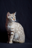 Picture of Bengal cat sitting, studio shot on black background