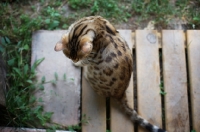 Picture of bengal cat sitting