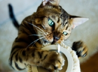 Picture of Bengal cat sniffing scratch post