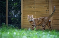 Picture of Bengal cat standing in the grass, champion Mainstreet Full Throttle of Guru