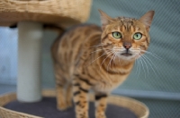 Picture of bengal cat standing on a scratch post and looking at camera