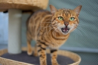 Picture of bengal cat standing on a scratch post, looking at camera and meowing