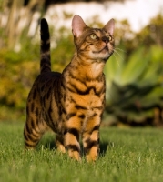 Picture of Bengal cat standing on grass