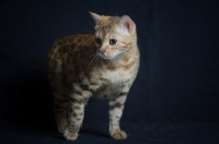 Picture of bengal cat standing, studio shot