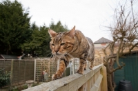 Picture of Bengal cat walking along fence
