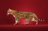 Picture of Bengal cat walking on red background