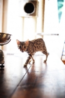 Picture of bengal cat walking on table
