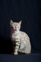 Picture of Bengal cat yawning, studio shot on black background