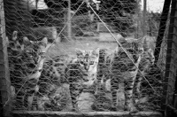 Picture of bengal cats behind a net, bengal breeding