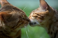 Picture of bengal cats kissing