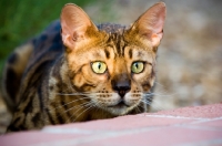 Picture of Bengal cat