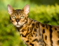 Picture of Bengal cat