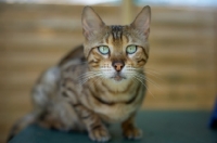 Picture of Bengal cat