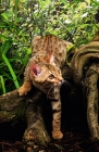 Picture of bengal climbing down a branch