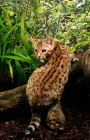 Picture of bengal climbing up a branch