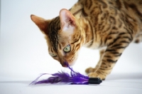 Picture of bengal female cat playing with toy