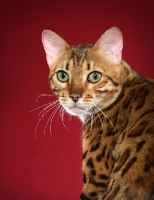 Picture of Bengal head study