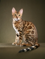 Picture of Bengal in studio