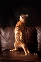 Picture of Bengal jumping up on sofa