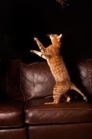 Picture of Bengal jumping up
