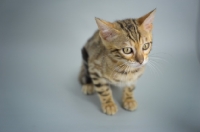 Picture of bengal kitten crouching