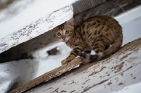 Picture of bengal kitten hiding on a wooden beam