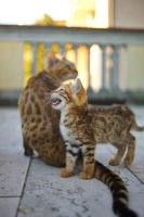 Picture of bengal kitten meowing, mother in the background