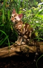 Picture of bengal kitten sitting on a branch