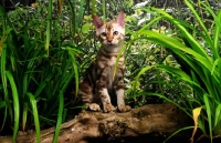 Picture of bengal kitten standing on a branch