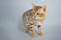 Picture of bengal kitten standing
