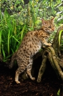 Picture of bengal leaning on log