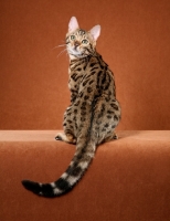 Picture of Bengal looking back