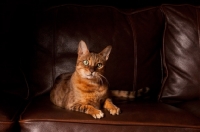 Picture of Bengal lying down on leather couch