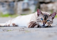 Picture of Bengal lying down outside