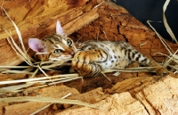 Picture of bengal lying on wood