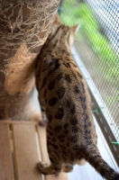 Picture of Bengal male cat, back view