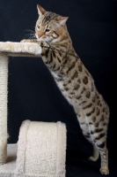 Picture of Bengal male cat climbing on a scratch post, black background