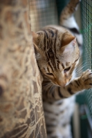 Picture of Bengal male cat climbing