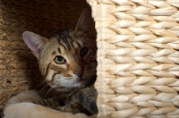 Picture of Bengal male cat crouched in a basket, studio shot