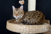 Picture of Bengal male cat crouched on a scratch post, studio shot