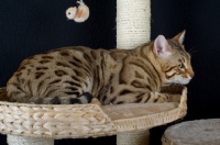 Picture of Bengal male cat crouched on a scratch post, studio shot