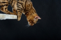 Picture of Bengal male cat jumping down from a scratch post, black background