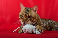 Picture of Bengal male cat licking a toy mouse, red background, studio shot