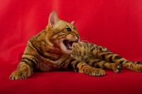 Picture of Bengal male cat meowing, red background