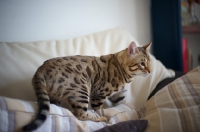 Picture of Bengal male cat on a couch